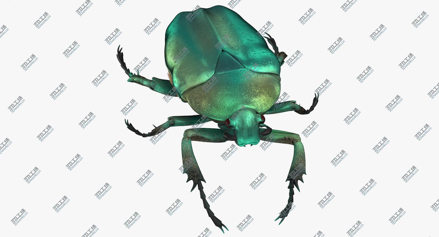 images/goods_img/2021040231/Green Scarab Beetle Walking 02(1) 3D model/2.jpg